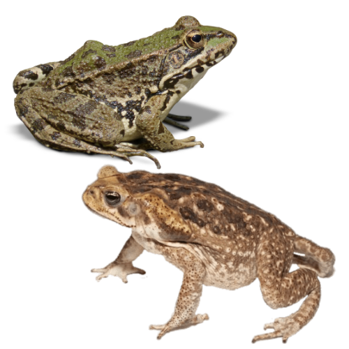 What order do frogs and toads belong to