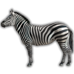 Is a zebra white with black stripes or black with white stripes?